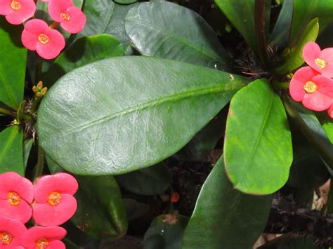 大葉麒麟花|大葉麒麟花(嘉義植物園)